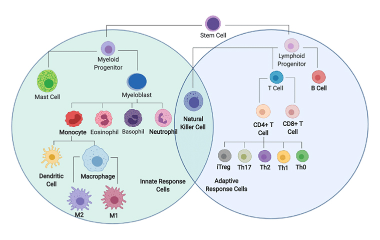 Immune cell development 
